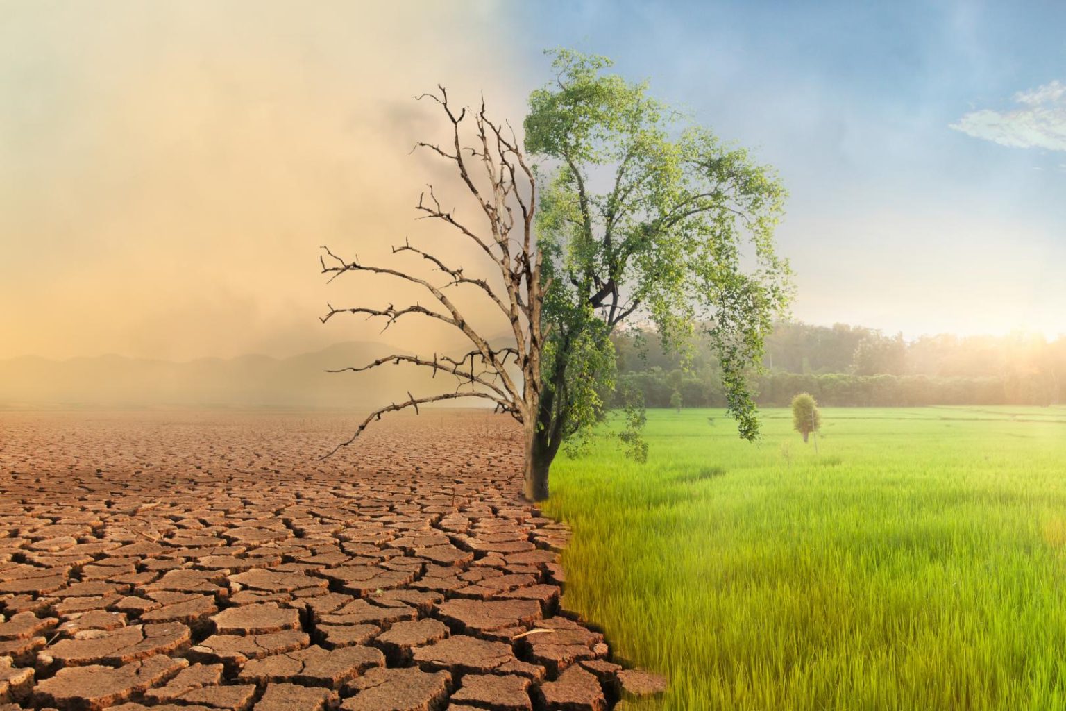 Imagem dividida em duas partes: à esquerda um deserto com uma árvore morta; à direita um campo de grama verde com uma árvore viva e cheia de folhas